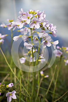 Cuckoo Flower by River