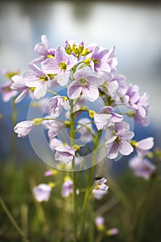 Cuckoo Flower by River MCU