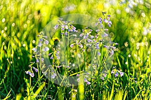 Cuckoo flowers in bright green spring meadow against sunlight. Bokeh