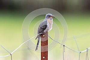 Fan-tailed Cuckoo in Victoria, Australia photo