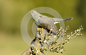 A cuckoo