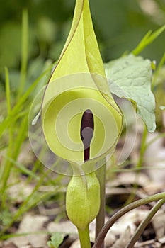 Cuckoo Pint or Lords and Ladies