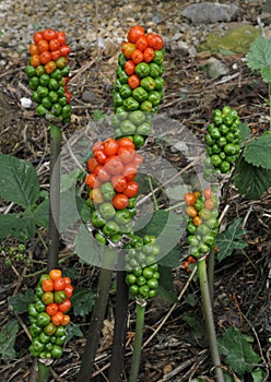 Cuckoo Pint or Lords and Ladies