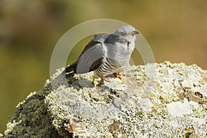 A cuckoo poses on its innkeepers in the field