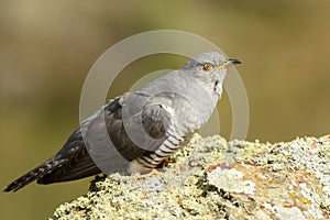 Cuckoo poses on its innkeepers in the field in spring