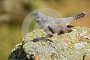 cuckoo rests on a rock in the mountain