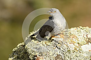 Cuckoo rests on a rock