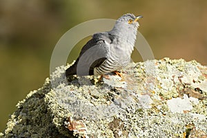 Cuckoo rests on a rock in the mountain