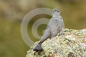 Cuckoo rests on a rock in the mountain