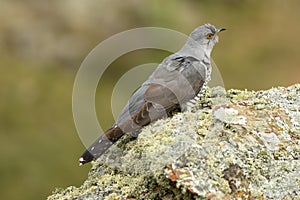 cuckoo rests on a rock in the mountain in spring