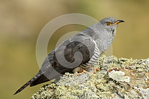 Cuckoo rests on the rocks photo
