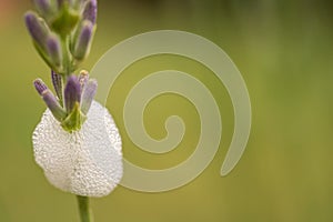 Cuckoo saliva of a foam cicada under the flower of lavender