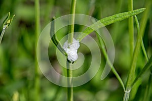 Cuckoo spit, caused by froghopper nymphs Philaenus spumarius