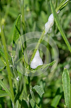 Cuckoo spit, caused by froghopper nymphs Philaenus spumarius