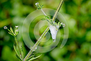 Cuckoo spit, caused by froghopper nymphs (Philaenus spumarius)