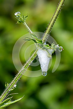 Cuckoo spit, caused by froghopper nymphs (Philaenus spumarius)