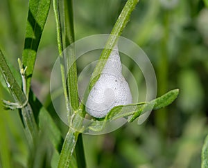 Cuckoo spit, caused by froghopper nymphs Philaenus spumarius