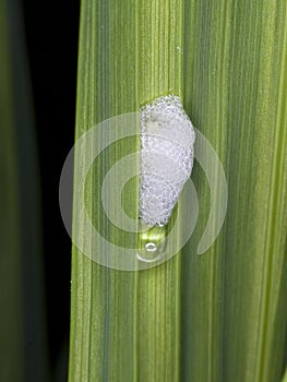 Cuckoo spit on long green leaf photo