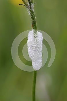 Cuckoo spit on a plant stem in close up