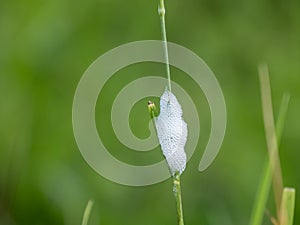 Cuckoo spit spittle protection protecting a froghopper