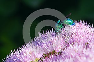 Cuckoo wasp