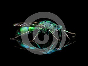 Cuckoo Wasp (Chrysis sp.) isolated on a black reflective background