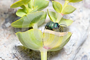 Cuckoo wasp, Chrysis sp., resting on a green leaf photo