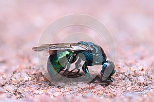 cuckoo wasp extreme closeup