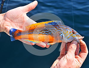 The Cuckoo Wrasse