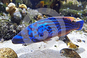 Cuckoo wrasse (Labrus mixtus)