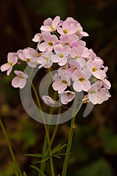 Cuckooflower, also known as 'Lady's-smock'( Cardamine pratensis