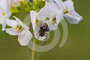 Cuckooflower cardamine pratensis