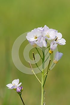 Cuckooflower cardamine pratensis