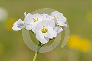 Cuckooflower cardamine pratensis