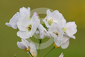 Cuckooflower cardamine pratensis