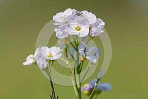 Cuckooflower cardamine pratensis