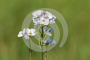 Cuckooflower cardamine pratensis