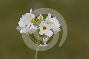 Cuckooflower cardamine pratensis