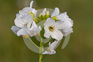 Cuckooflower cardamine pratensis