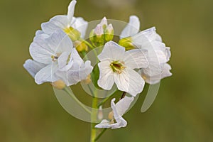 Cuckooflower cardamine pratensis