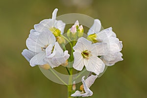 Cuckooflower cardamine pratensis