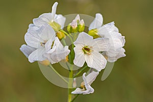 Cuckooflower cardamine pratensis