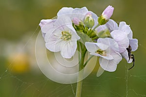 Cuckooflower cardamine pratensis