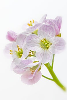 Cuckooflower. Cardamine pratensis