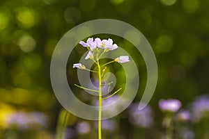 Cuckooflower Cardamine pratensis blooming in colorful a meadow