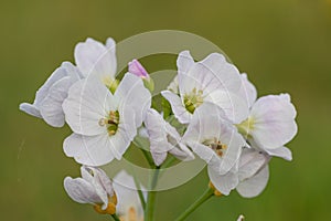 Cuckooflower cardamine pratensis