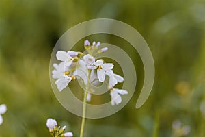 Cuckooflower Cardamine pratensis