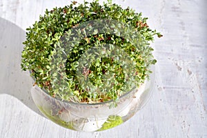 Cuckooflower , Fresh cress for Easter in a glass dish