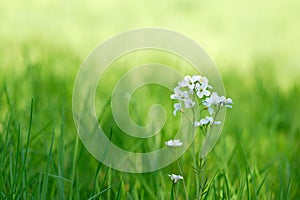 Cuckooflower in fresh spring grass