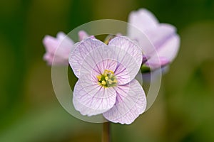 Cuckooflower or lady`s smock Cardamine pratensis flower